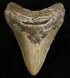 Megalodon Shark Tooth - N Carolina #6656-1